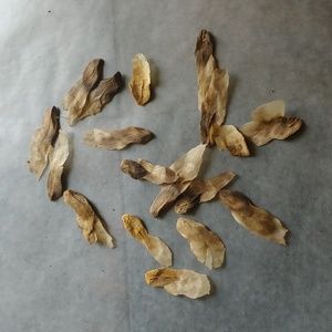 Plumeria seeds